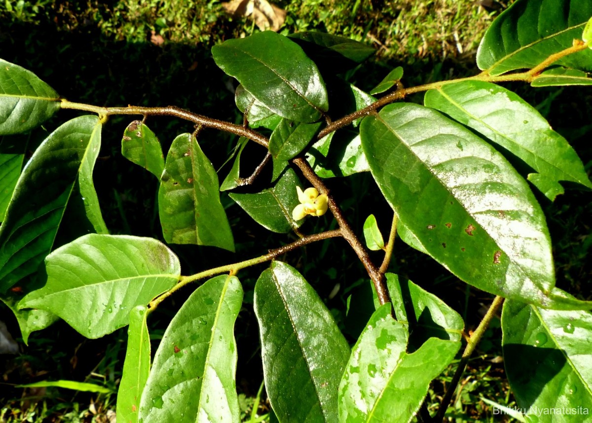 Uvaria sphenocarpa Hook.f. & Thomson